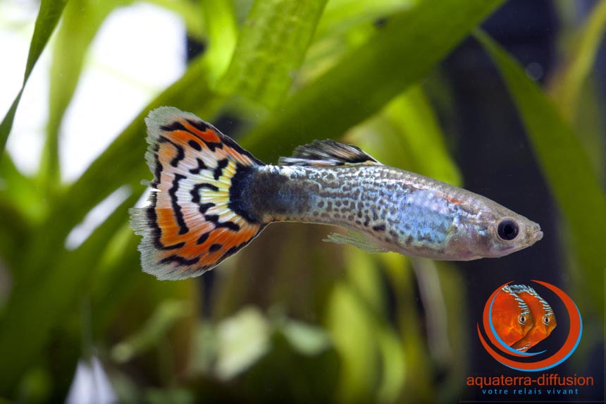 Guppy male LEOPARD • AquaterraDiffusion