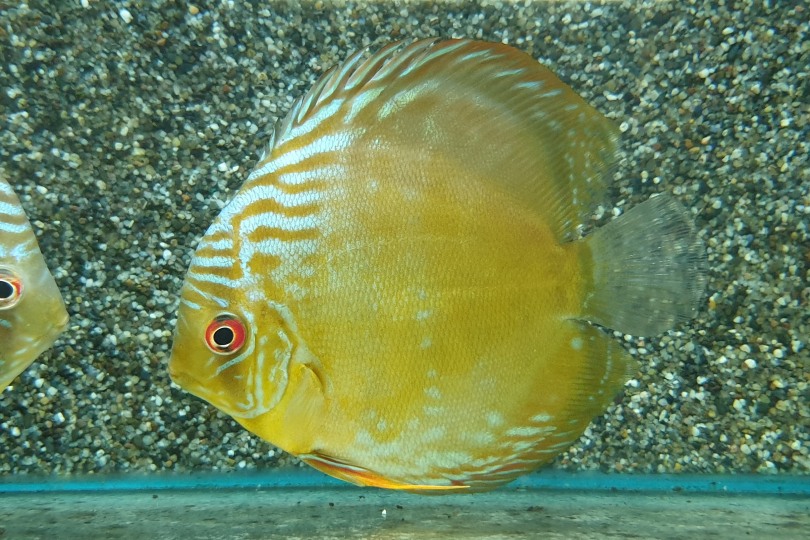 Discus sauvage Rio Jutai