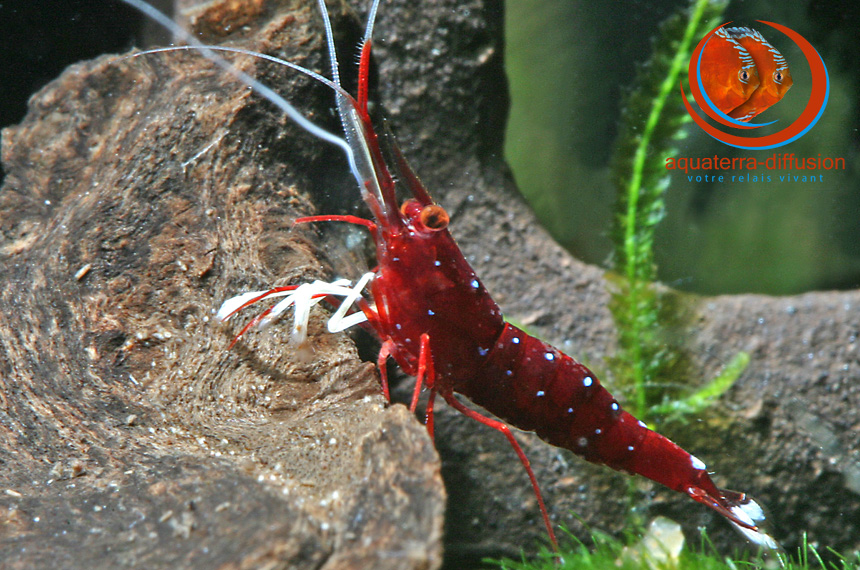 Caridina dennerli, joyau de Sulawesi