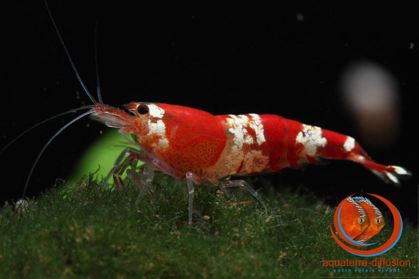 Caridina logemanni, Crystal Red