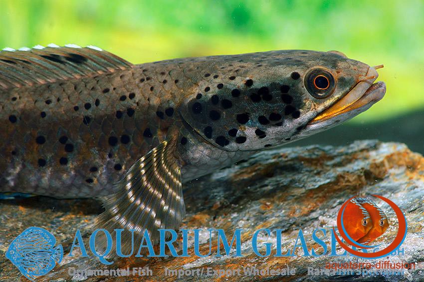 Channa ornatipinnis • Aquaterra-Diffusion