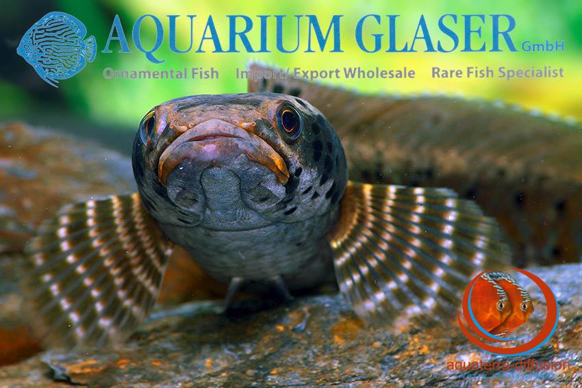 Channa ornatipinnis • Aquaterra-Diffusion