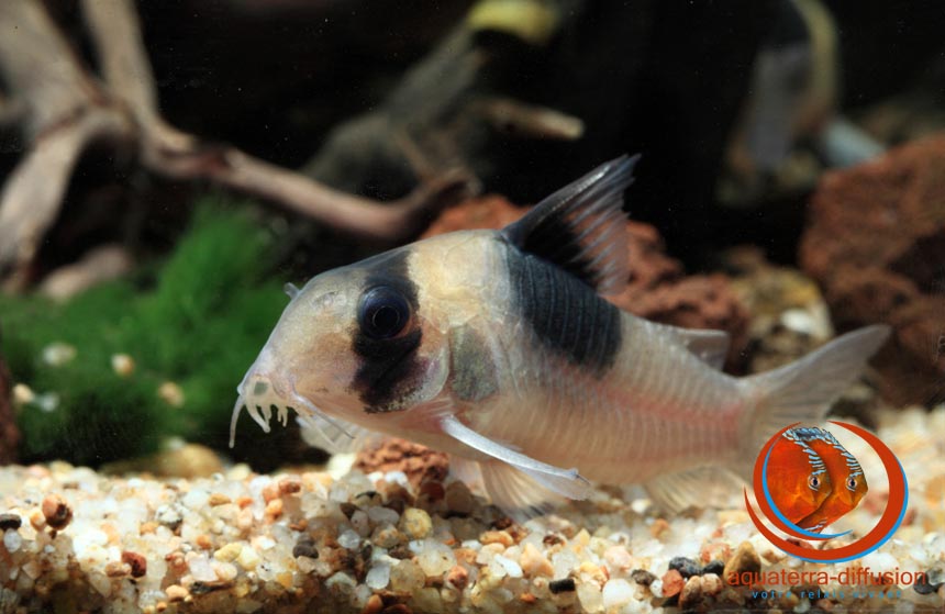 Corydoras sp. CW51 New Panda