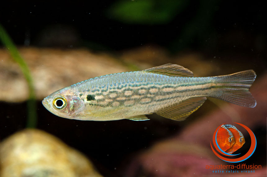 Danio sysphigmatus, nouvelle espèce de Birmanie