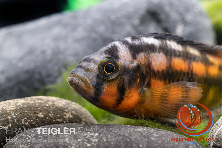 Haplochromis sauvagei MAKOBE ISLAND (Paralabidochromis sauvagei MAKOBE