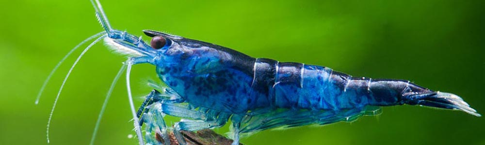 Caridina sp. King Kong Blue