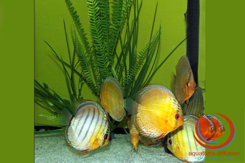 Discus Vert Rio Jurua Sauvage