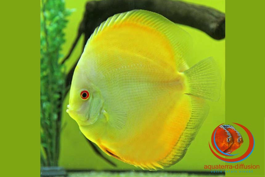 Offre Spéciale Discus Asie – Remise de 30%