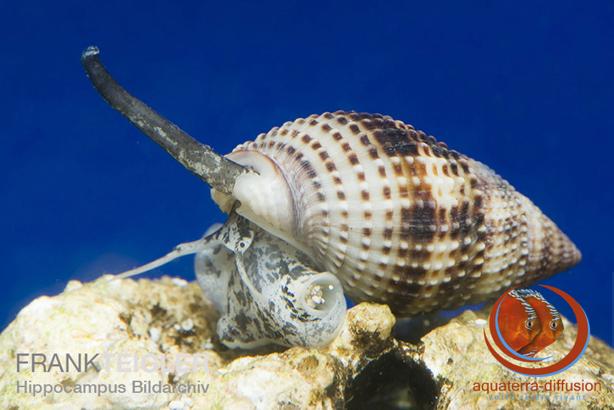 Nassarius snail breeding image