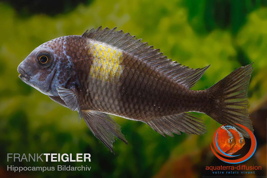 Tropheus duboisi MASWA • Aquaterra-Diffusion