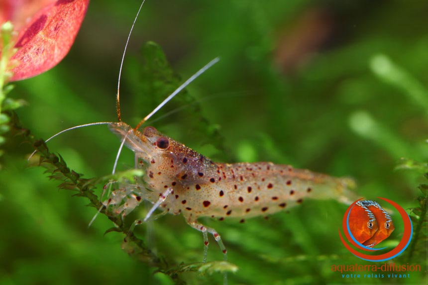 Caridina rubropunctata, des points et des points