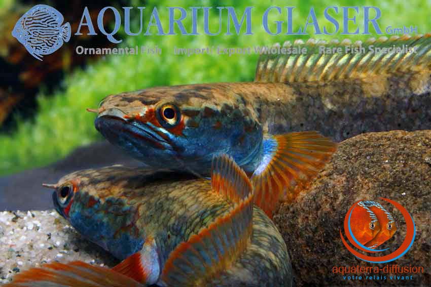 Channa sp. FIRE & ICE • Aquaterra-Diffusion