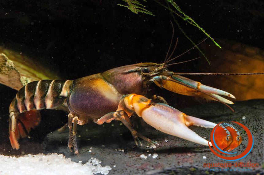 Cherax peknyi Lukhaup & Herbert, 2008