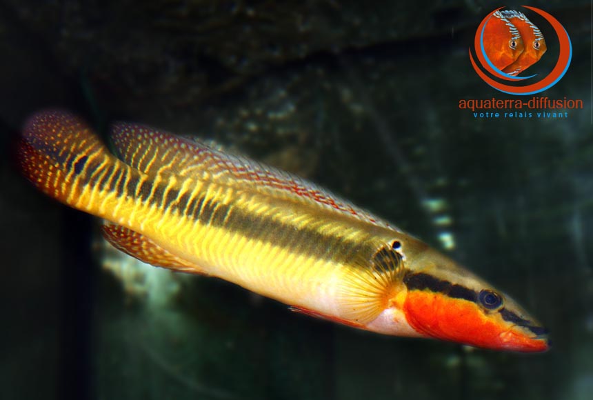 Crenicichla zebrina