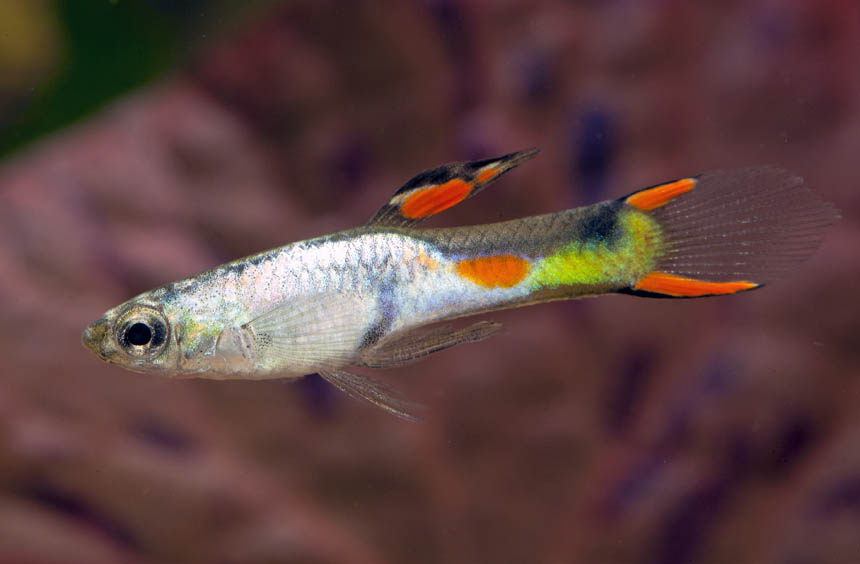 Guppy endler Silverado