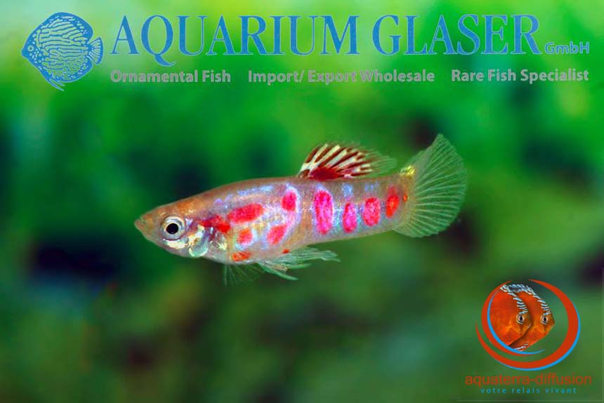 Poecilia wingei Ginga Rubra (Guppy)