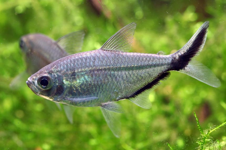 黑尾大勾,哪位大佬繁殖过 - 小型鱼类 - cta南美水族