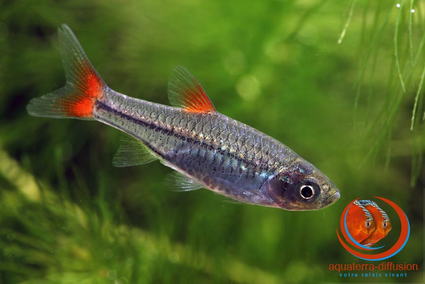 Rasbora rubrodorsalis