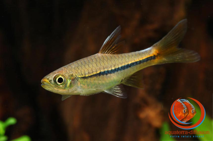 Rasbora sarawakensis, Cyprinidés