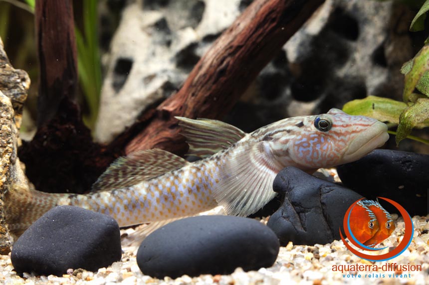 Rhinogobius formosanus, Gobie