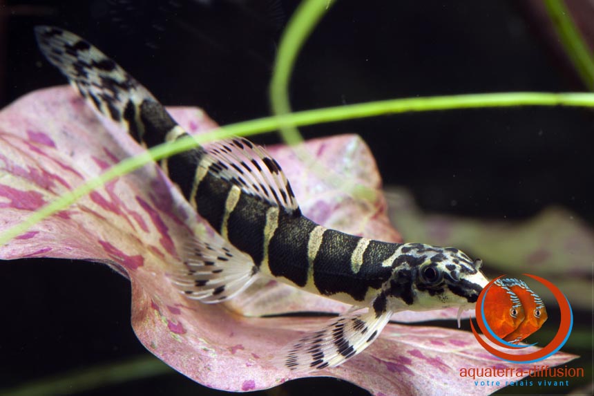 Serpenticobitis octozona, une loche zébrée du Laos