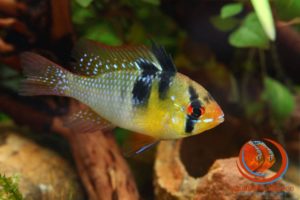 Mikrogeophagus ramirezi