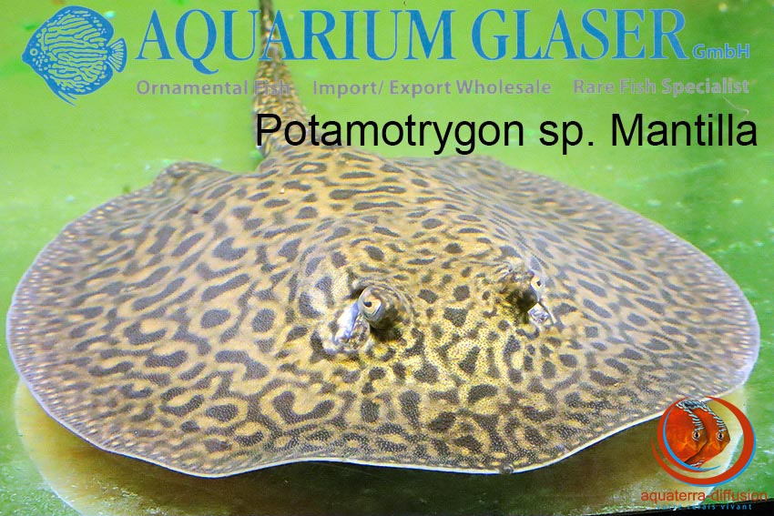 Législation animale Potamotrygon