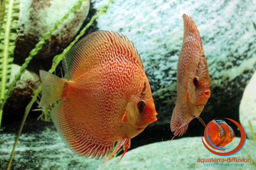 Discus Leopard Snakeskin - 10 cm • Aquaterra-Diffusion