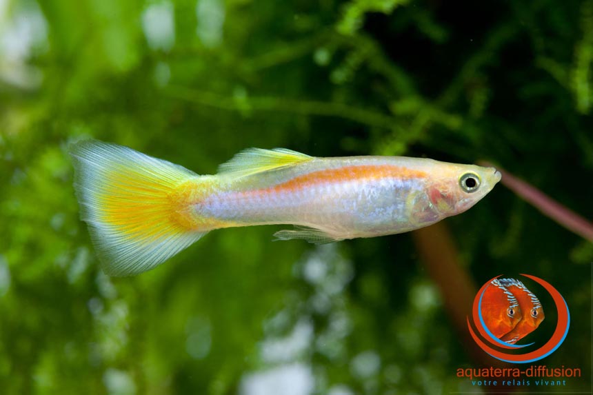 Poecilia reticulata YELLOW LASER TAIL MALE • AquaterraDiffusion