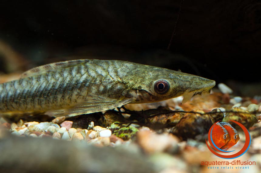 Hypoptopoma sp Rio Ucayali, nouvelle espèce du Pérou