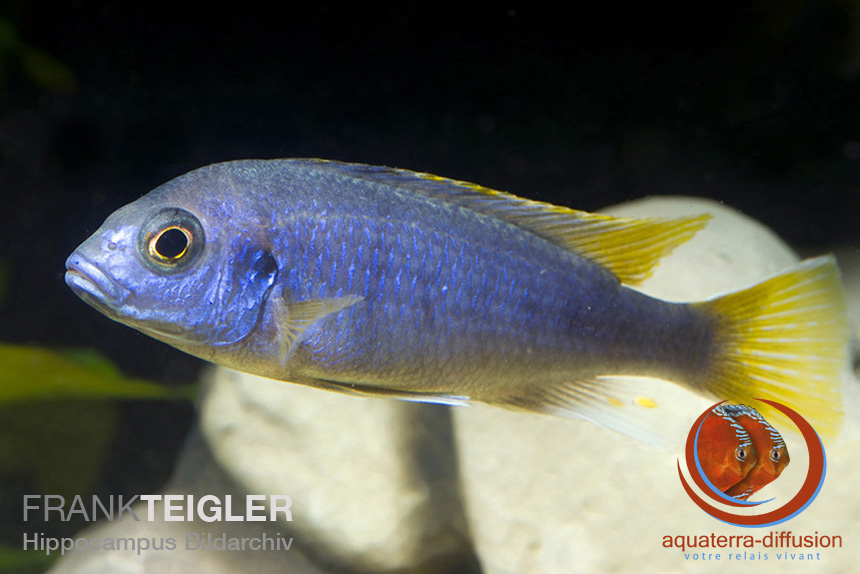 Pseudotropheus Acei Luwala F1 Youtube