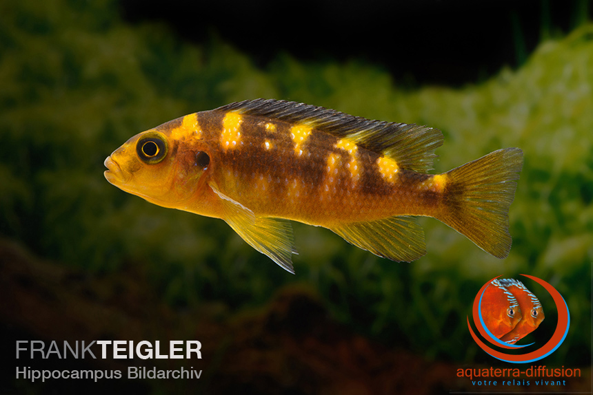 Pseudotropheus Crabro