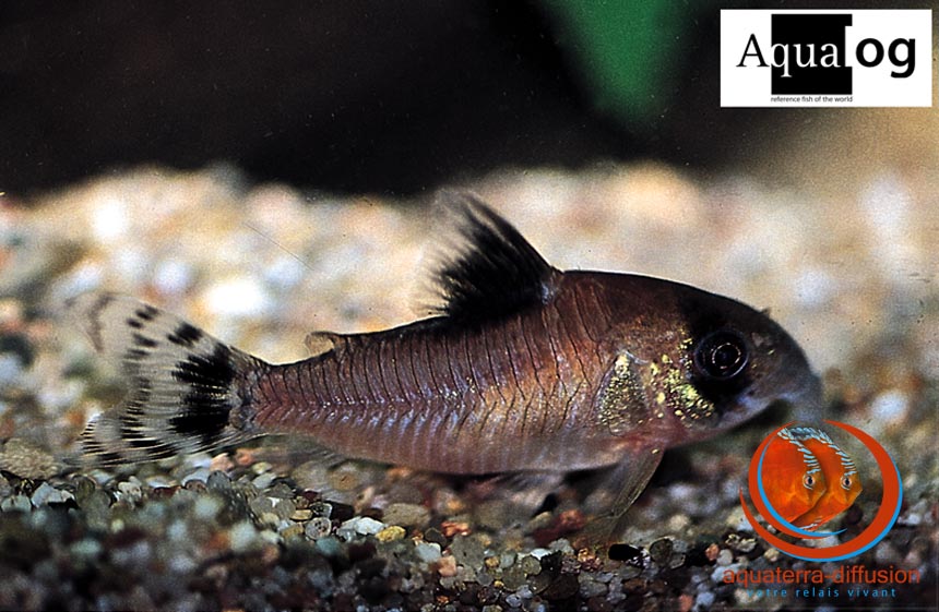 Corydoras oiapoquensis • Aquaterra-Diffusion