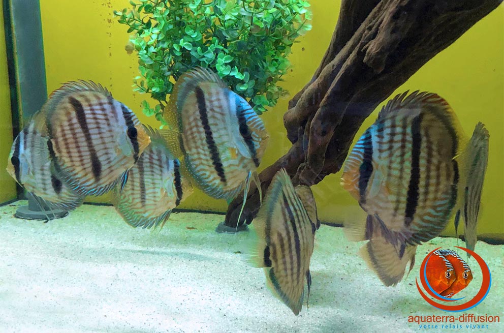 NOUVEAU : Discus Sauvage Heckel Blue Face Paunini