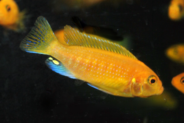 cherry red zebra cichlid cherry red zebra cichlid