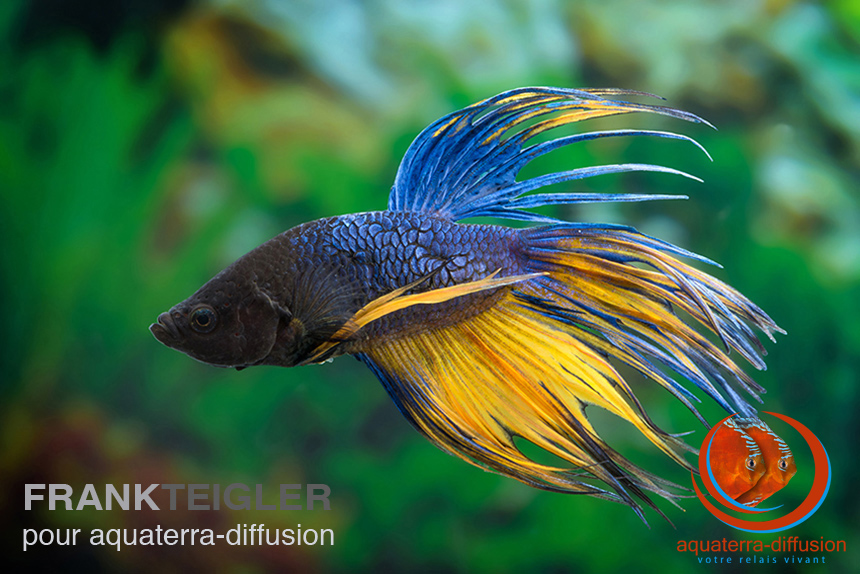 Betta splendens MÂLE CROWNTAIL MUSTARD BLUE • AquaterraDiffusion