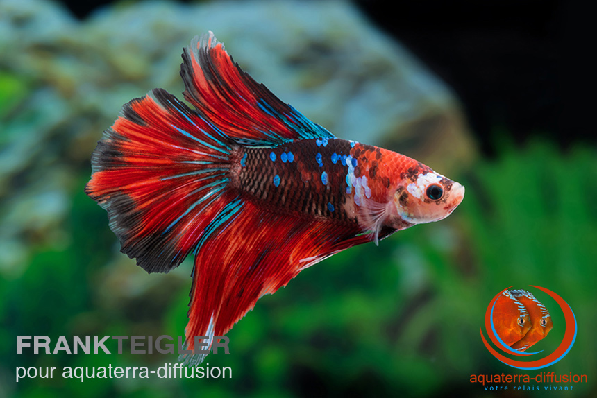 Betta splendens MÂLE HALFMOON KOI • Aquaterra-Diffusion