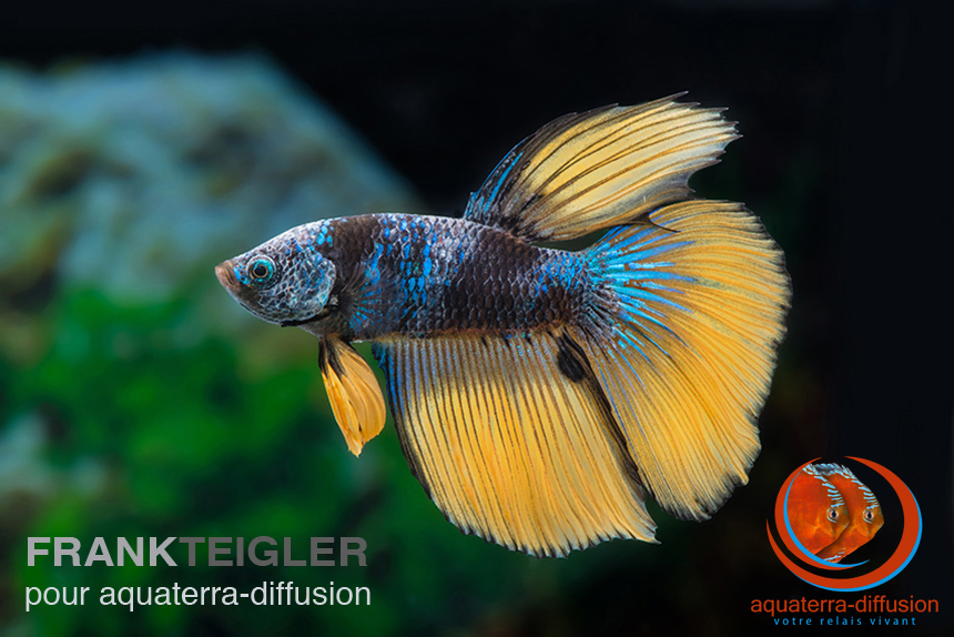 Betta splendens MÂLE HALFMOON MUSTARD GAS • AquaterraDiffusion