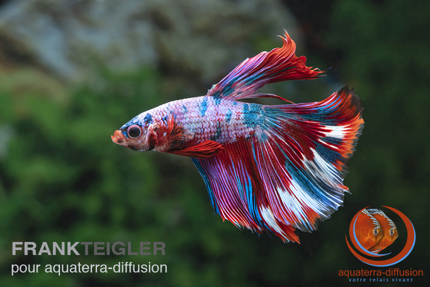 Betta Splendens Femelle halfmoon bleu 12,00 €