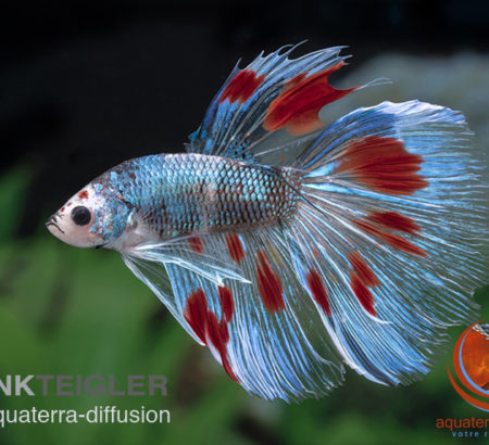 Betta splendens, poisson combattant en aquarium - Miniaqua77