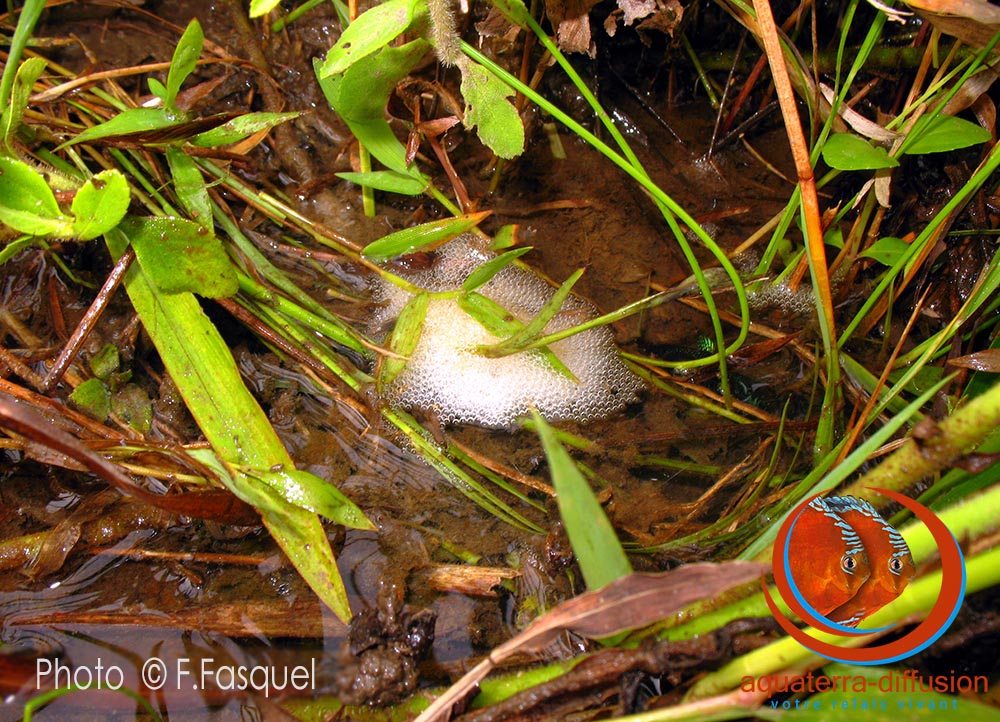 Betta imbellis nid de bulles avec male in situ Trang Sud Thailande