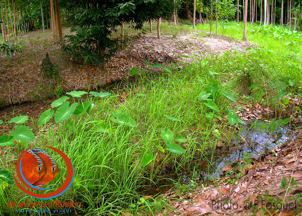 Biotope de pêche à proximité de Rayong de Betta splendens