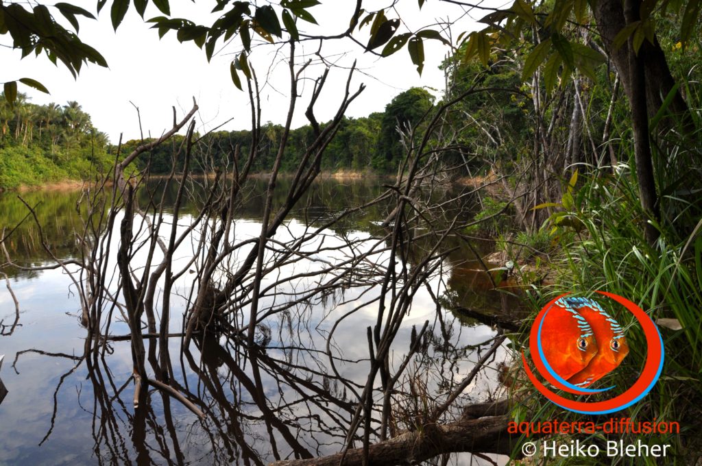 Biotope du Scalaire Altum