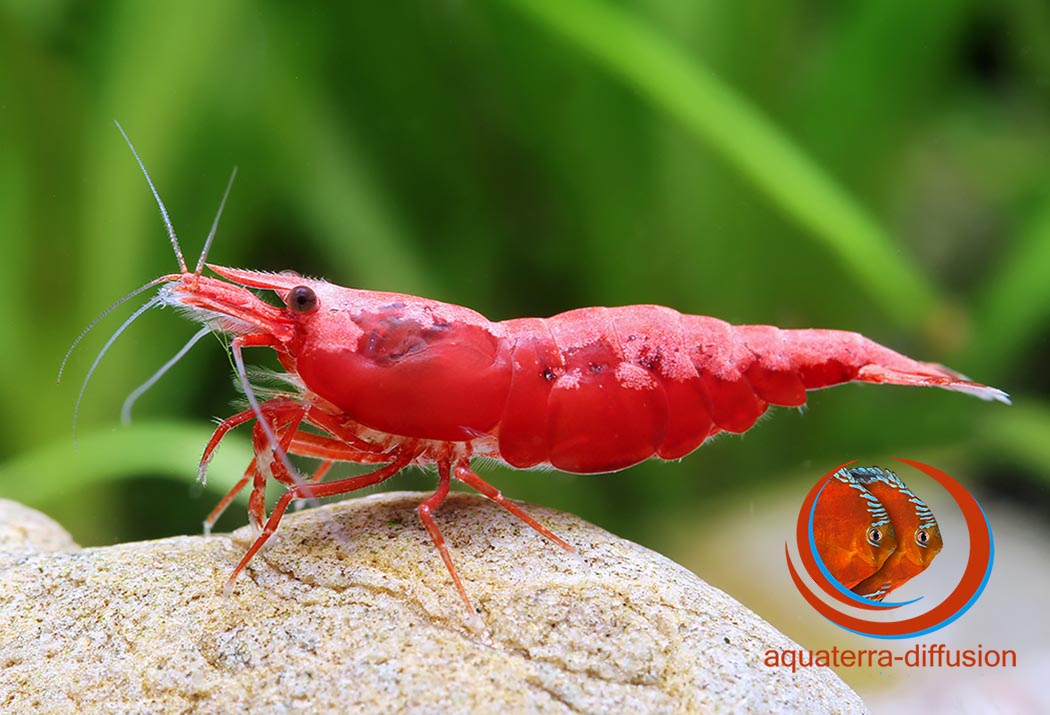 креветка вишня - ред черри. креветка неокаридина красный огонь. креветки красные аквариумные. креветки красные аквариумные. креветка неокаридина красный огонь.