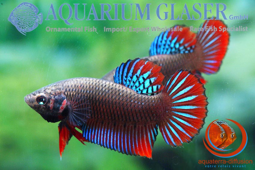 Betta splendens forme sauvage F1