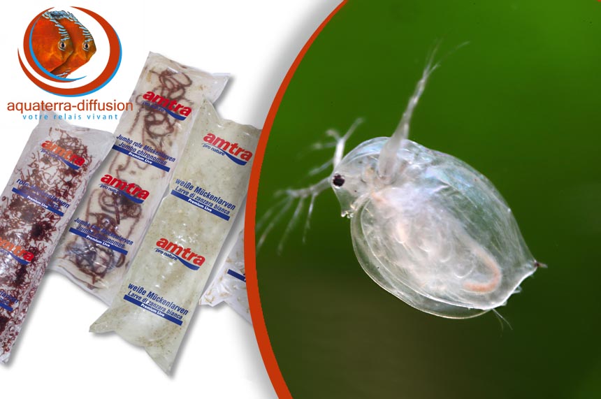 Daphnies Vivantes • Aquaterra-Diffusion