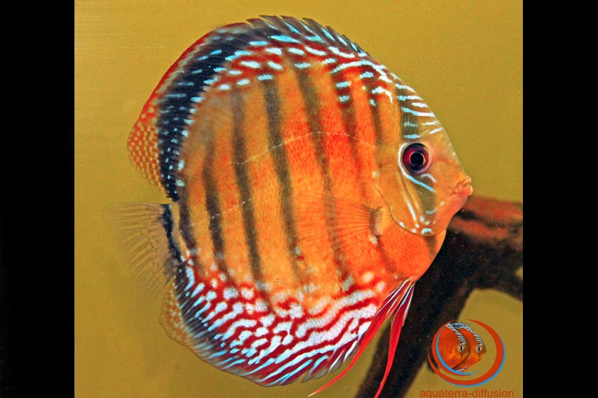 Discus sauvage Paraconi