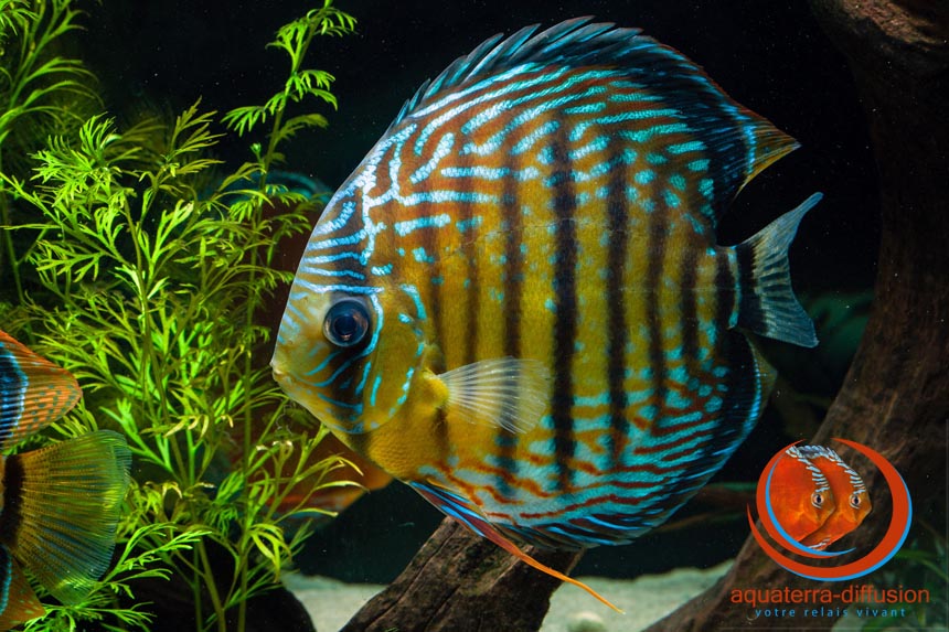 Discus sauvage semi Royal