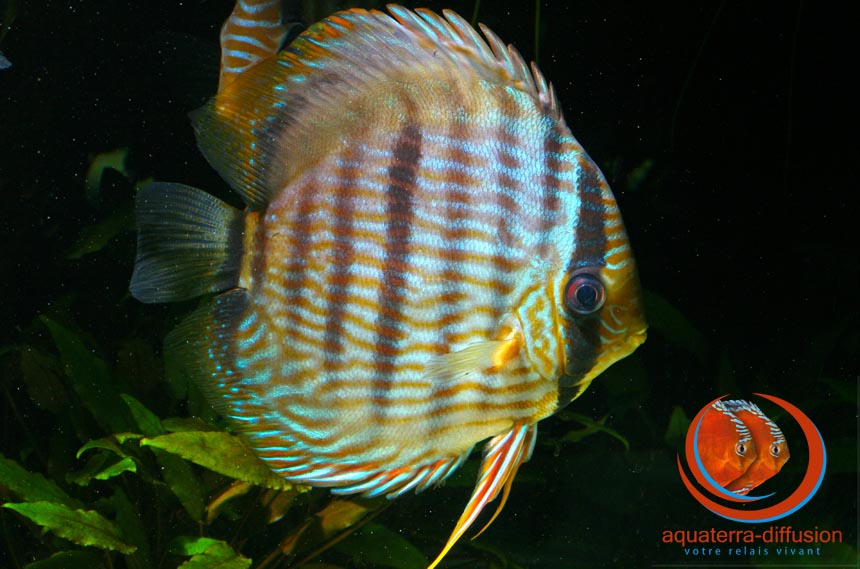 Discus Heckel Cross Jatapu