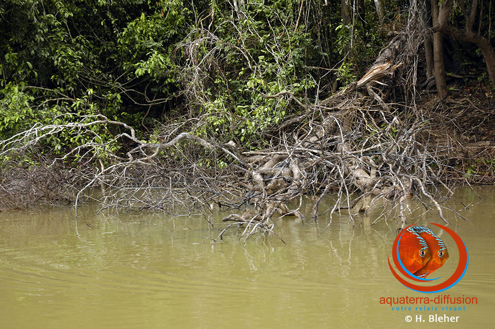 Habitat de Symphysodon aequifasciatus dans le Rio Jutai